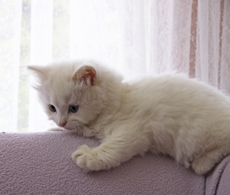 我怎样才能不让我精力充沛的小猫受伤呢？